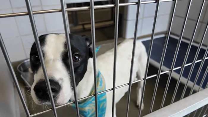 San Antonio Animal Shelter Over Capacity