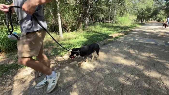 San Antonio Area Sees Rise In Rabies Cases
