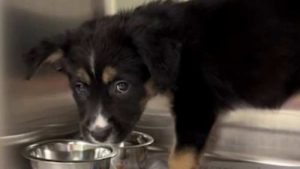 San Antonio Offers Free Spay Neuter Services
