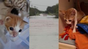 San Antonio Rescue Helps Pets Displaced By Hill Country Floods