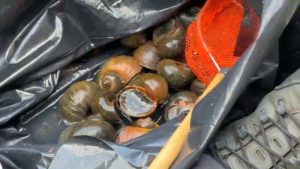 San Antonio River Authority Fights Invasive Apple Snails