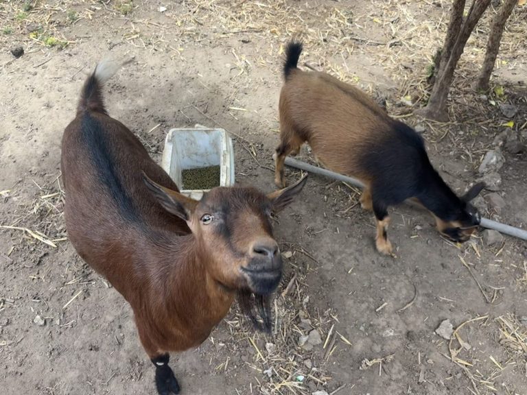 San Francisco Man Uses Goats For Landscaping