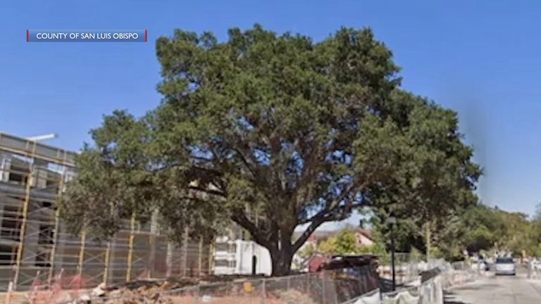 San Luis Obispo Repertory Theatre To Remove Oak Tree