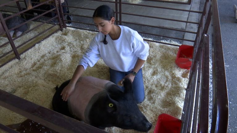 Santa Barbara County Fair Hosts Junior Livestock Show