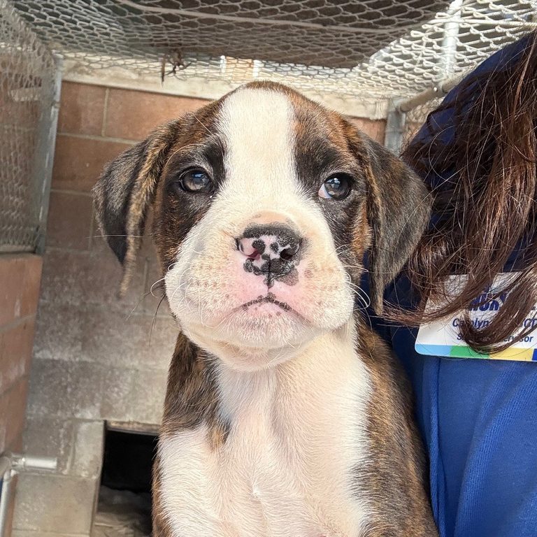 Santa Barbara Humane Introduces Adorable Boxer Puppies