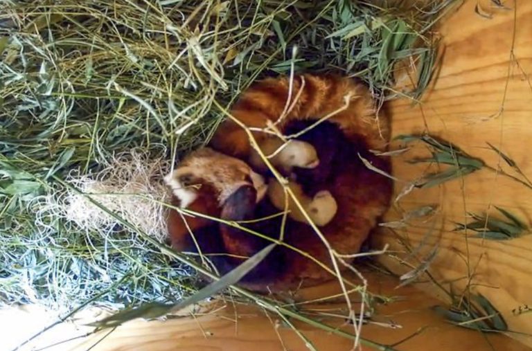 Santa Barbara Zoo Welcomes Red Panda Cubs