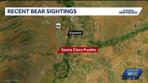 Santa Clara Pueblo Warns Of Bear Sightings