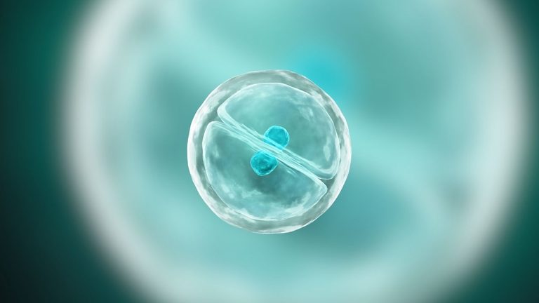 Scientists Create Synthetic Cell