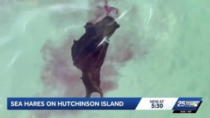 Sea Hares On Hutchinson Island Beaches