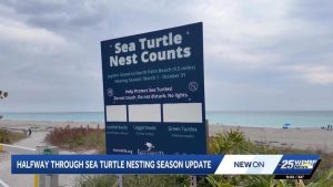 Sea Turtle Nesting Season Update