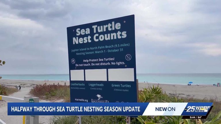 Sea Turtle Nesting Season Update