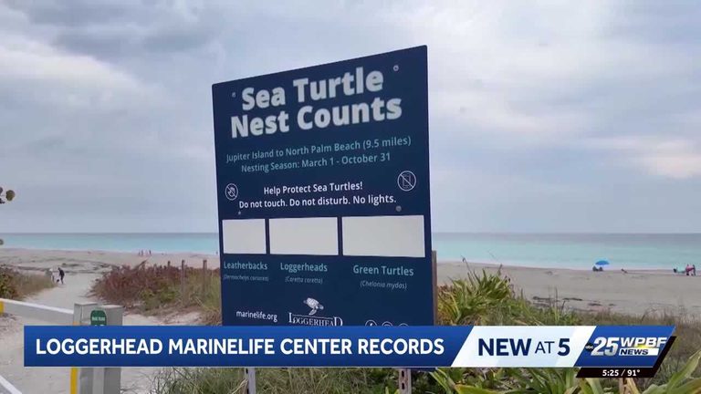 Sea Turtle Season Strong