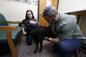 Service Animal Protections Under Ada