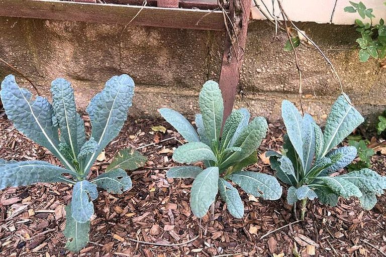 Shade Tolerant Vegetables For Local Gardens