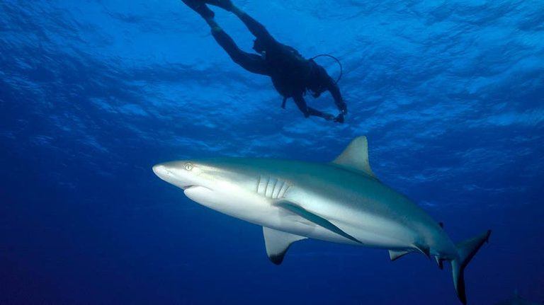 Shark Attack In Fiji