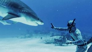 Shark Bites Mostly Mistaken Identity
