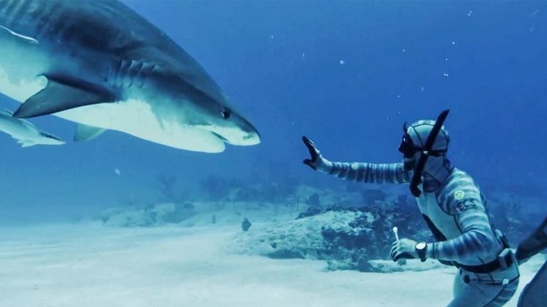 Shark Bites Mostly Mistaken Identity