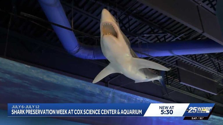 Shark Preservation Week
