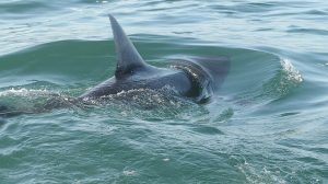 Shark Sightings Increase On East Coast