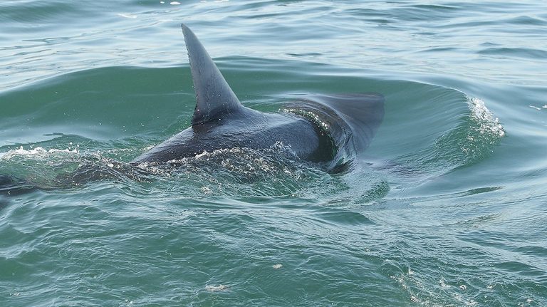 Shark Sightings Increase On East Coast