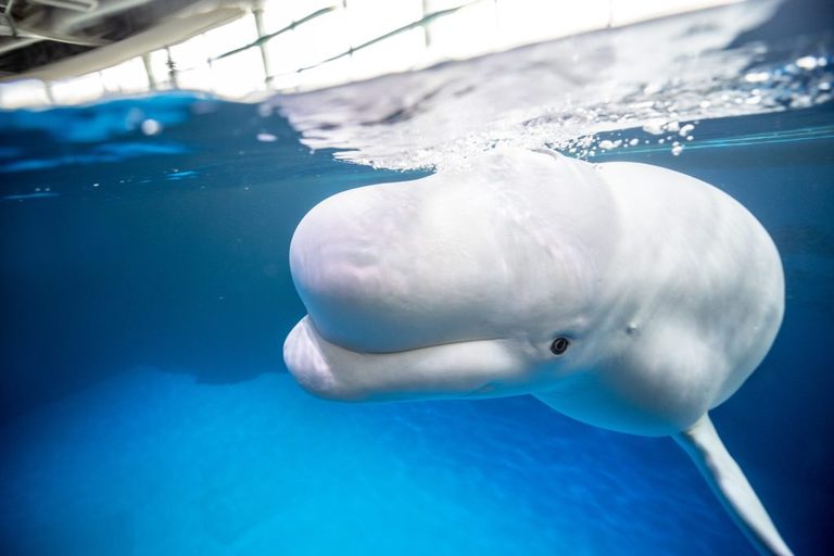 Shedd Aquarium Rescues Beluga Whales