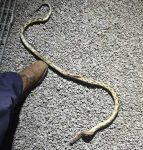 Snake Causes Power Outage In Decatur Alabama