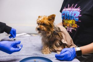 Socal Animal Shelter Overwhelmed