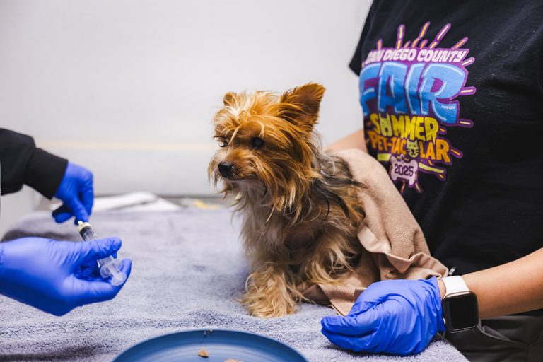 Socal Animal Shelter Overwhelmed