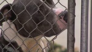 Socal Shelters Overwhelmed With Stray Animals After Fireworks