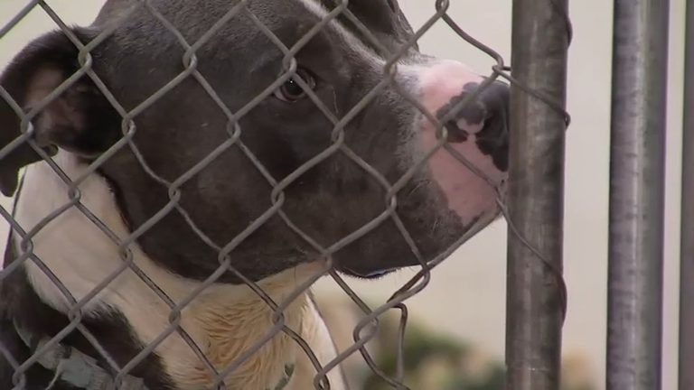 Socal Shelters Overwhelmed With Stray Animals After Fireworks