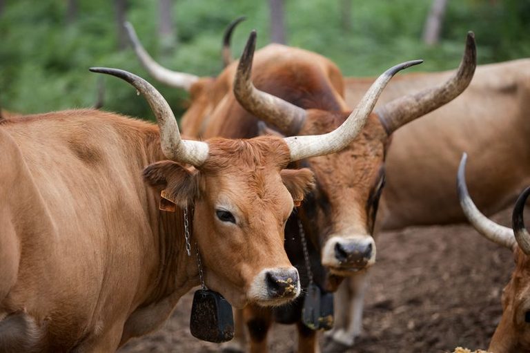 Spain Revives Native Livestock