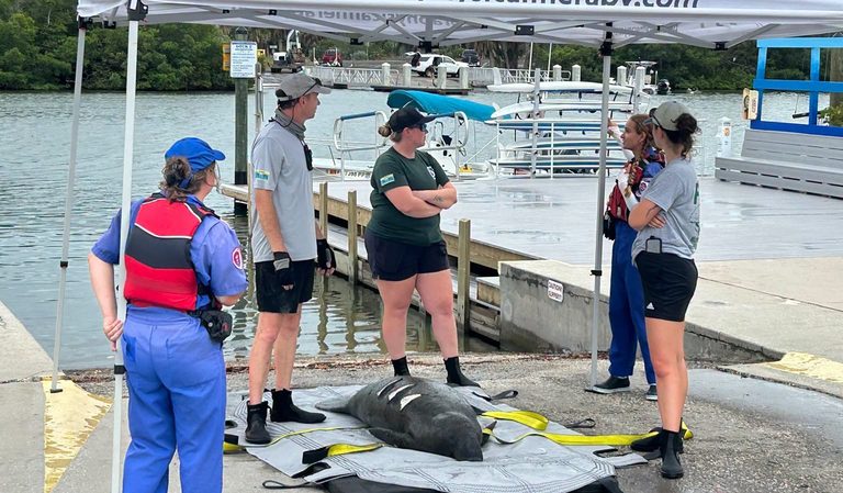 St Pete Manatee Rescue Efforts