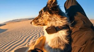 Starlink Powers New Dog Collar