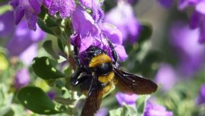 Summer Rains Bring Blooms To New Mexico