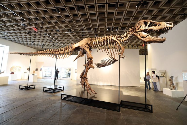 T Rex Fossil Sells For 50 1 Million