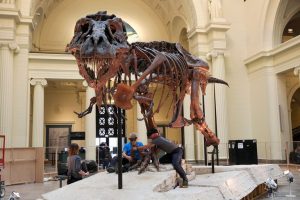 T Rex Fossil Up For Auction