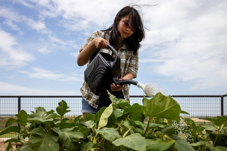 Tarleton State Fort Worth Cultivates Community Garden