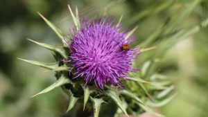 Teton County Seeks Volunteers