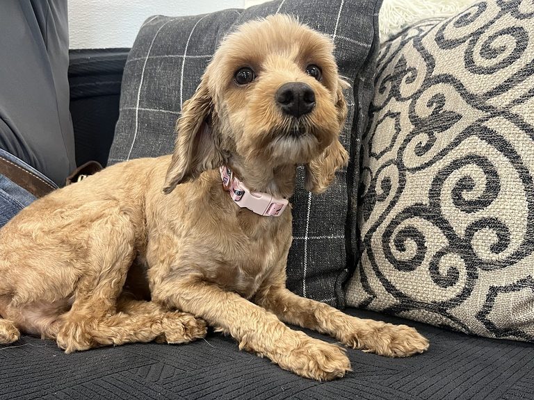 Texarkana Animal Care And Adoption Center S Pet Of The Week