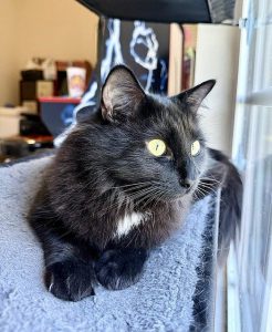 Texarkana Animal League Pet Of The Week Ace