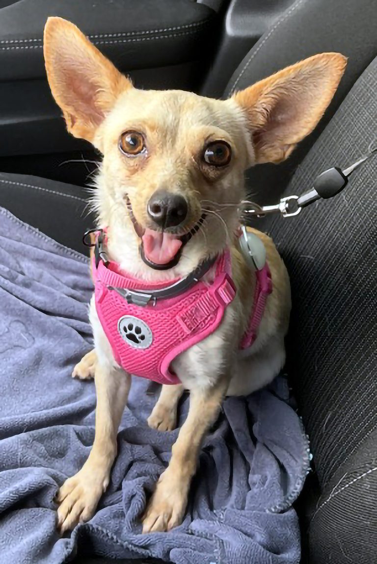 Texarkana Animal League Pet Of The Week Fennec