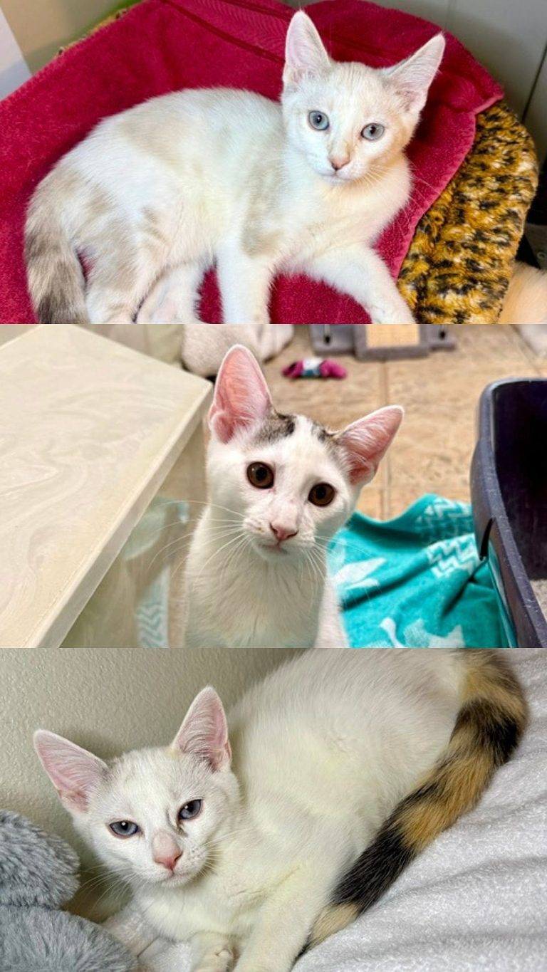 Texarkana Kittens Up For Adoption