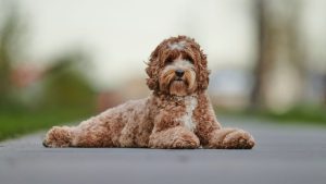Texas Ag Probes Puppy Seller