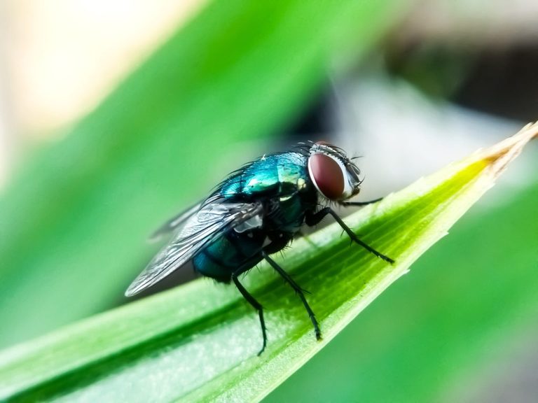 Texas Biomed Partners With Uk Biotech To Fight Screwworm