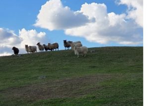 Texas Solar Farms Introduce Solar Sheep
