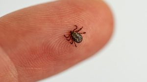 Tick Bite Symptoms To Watch For