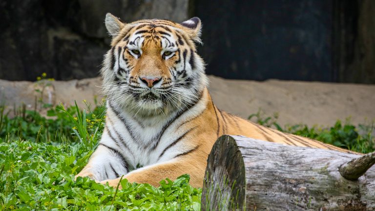 Tiger Transported Through Cvg Hub