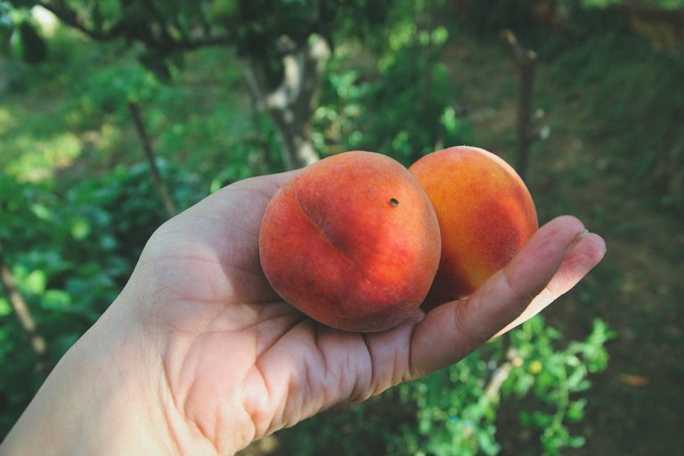 Treasure Valley Peach Guide