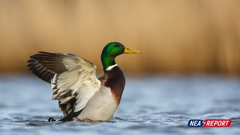 Trumann Mayor Opposes St Francis Lake Waterfowl Draw