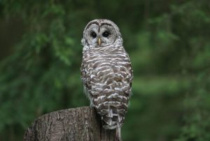 Trump Admin Eases Endangered Species Protections